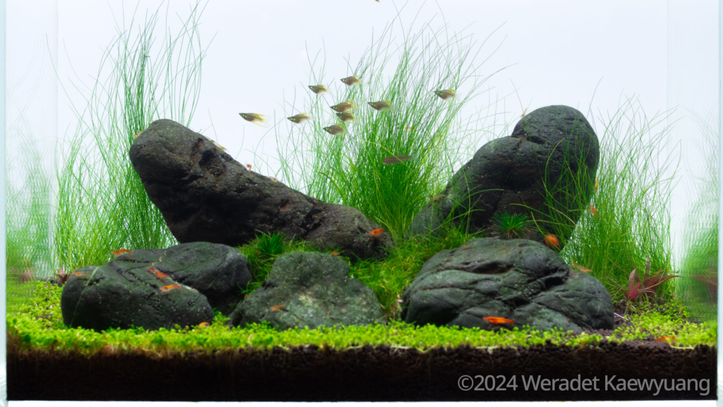 Rock’n roll - Aqua Plants Hub