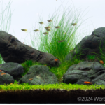 Rock’n roll - Aqua Plants Hub