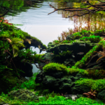 Memories of Autumn - Aqua Plants Hub
