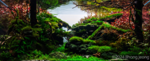 Memories of Autumn - Aqua Plants Hub