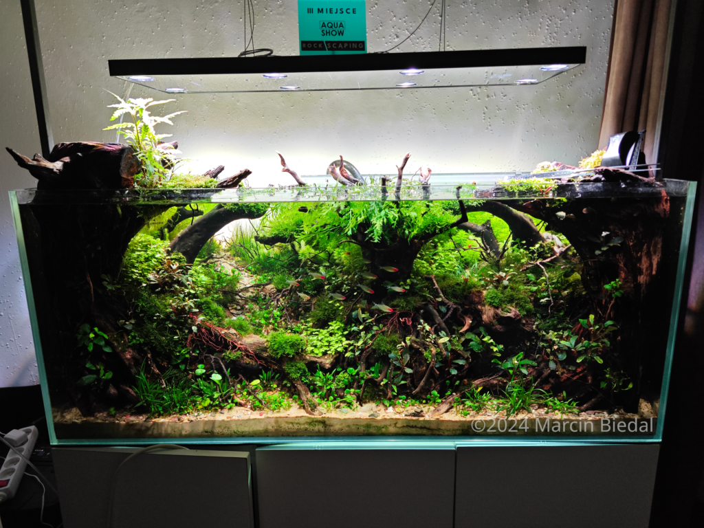 The Spirits of Hoia Baciu - Aqua Plants Hub