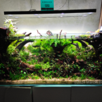 The Spirits of Hoia Baciu - Aqua Plants Hub