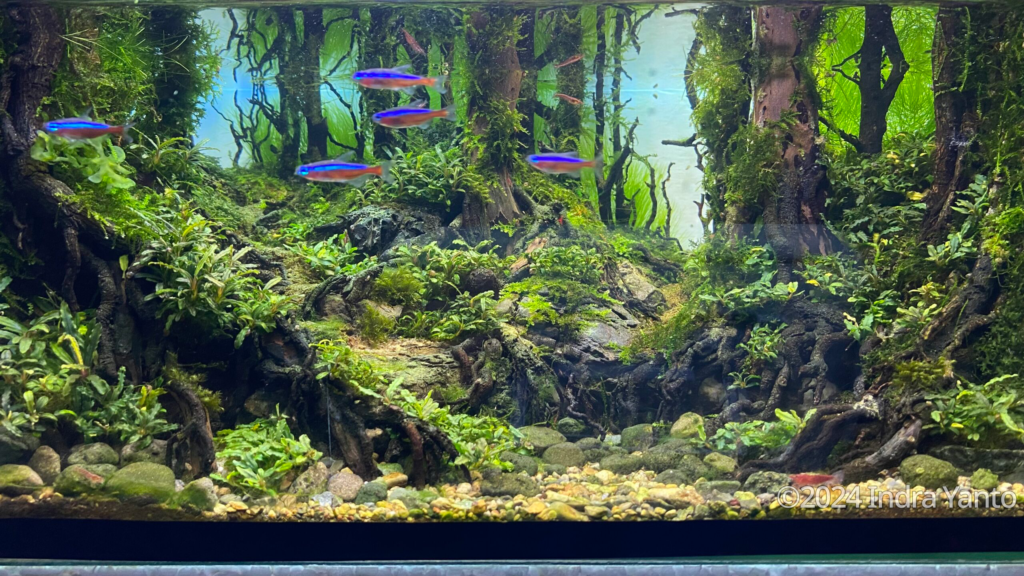 Wanakrama - Wanakrama (AGA 2024 #364) - Aqua Plants Hub