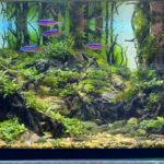 Wanakrama - Wanakrama (AGA 2024 #364) - Aqua Plants Hub