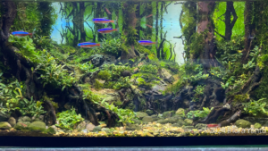 Wanakrama - Wanakrama (AGA 2024 #364) - Aqua Plants Hub
