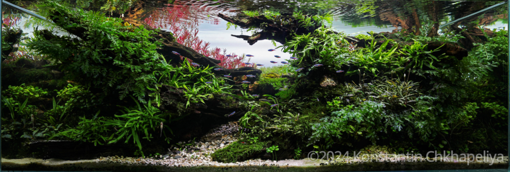 Serenity - Serenity (AGA 2024 #365) - Aqua Plants Hub