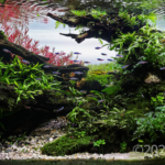 Serenity - Serenity (AGA 2024 #365) - Aqua Plants Hub
