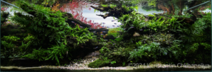 Serenity - Serenity (AGA 2024 #365) - Aqua Plants Hub