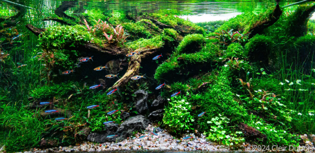 Rio Minho - Rio Minho (AGA 2024 #367) - Aqua Plants Hub