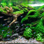 Rio Minho - Rio Minho (AGA 2024 #367) - Aqua Plants Hub
