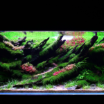 NEXUS OF LIFE - Aqua Plants Hub
