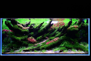 NEXUS OF LIFE - Aqua Plants Hub