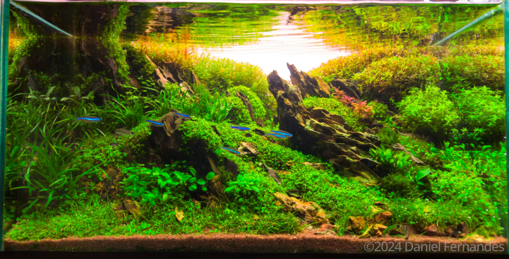 Betta splendens