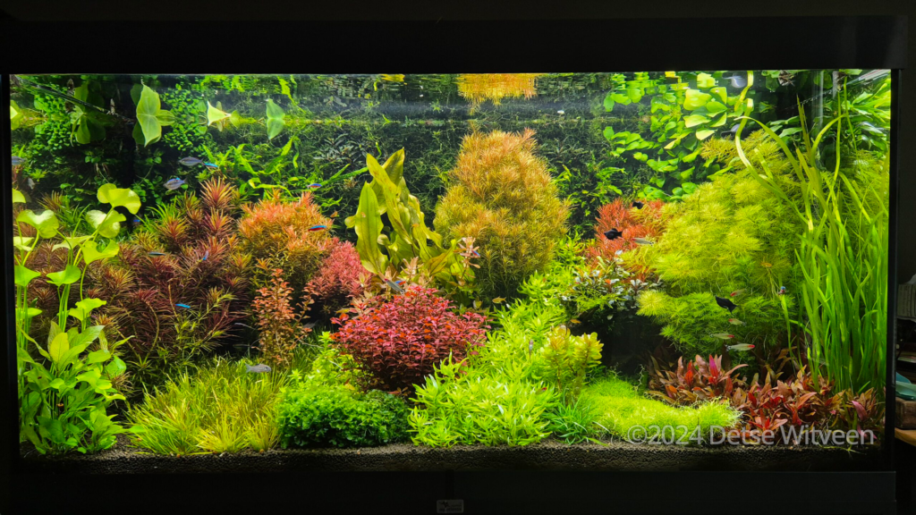 Aquariumgarden-Detse - Aqua Plants Hub