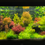 Aquariumgarden-Detse - Aqua Plants Hub