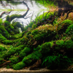 The Threshold of Autumn - Aqua Plants Hub
