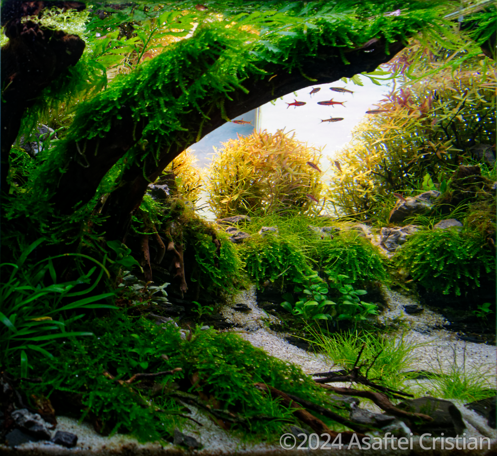 Under the old tree - Aqua Plants Hub