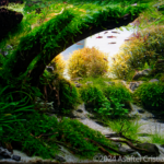 Under the old tree - Aqua Plants Hub