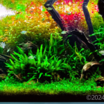 Full of life - Aqua Plants Hub