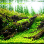hide and seek - hide and seek (AGA 2024 #379) - Aqua Plants Hub
