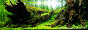 hide and seek - hide and seek (AGA 2024 #379) - Aqua Plants Hub