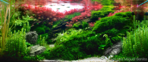Nankurunansia - Aqua Plants Hub
