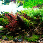 Extend - Aqua Plants Hub