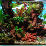 My lost world in te roots - Aqua Plants Hub