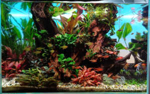 My lost world in te roots - Aqua Plants Hub