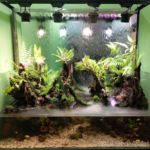 Rawa Jambi - Aqua Plants Hub