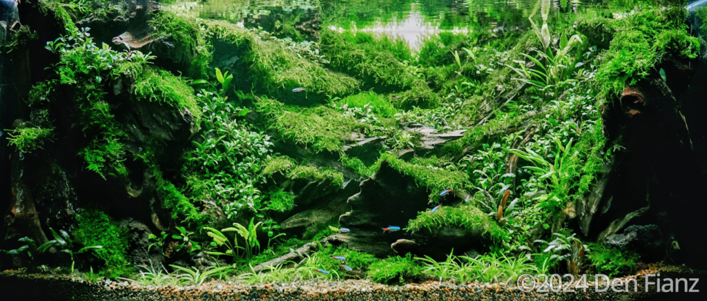 Giwing revolutions - Aqua Plants Hub