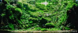 Giwing revolutions - Aqua Plants Hub