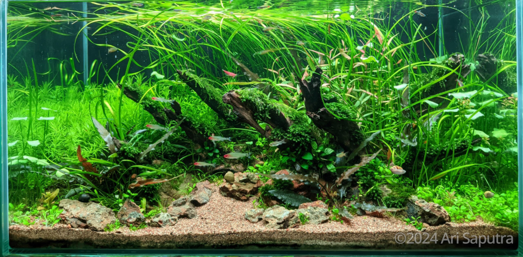 KAYOE HEJOE - Aqua Plants Hub