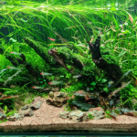 KAYOE HEJOE - Aqua Plants Hub