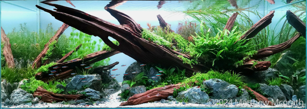 Reaching - Aqua Plants Hub