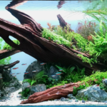 Reaching - Aqua Plants Hub