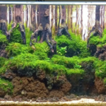 forest hill - Aqua Plants Hub