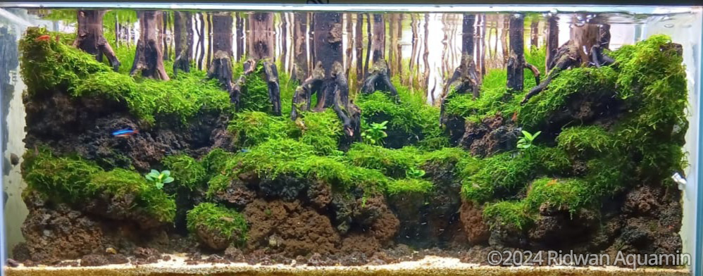 forest hill - Aqua Plants Hub