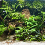 Abandoned Island - Aqua Plants Hub