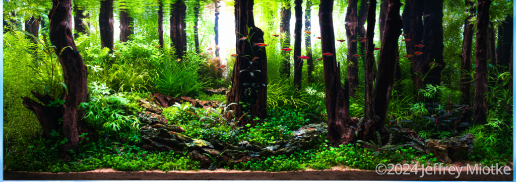 Muir Woods - Aqua Plants Hub