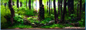 Muir Woods - Aqua Plants Hub