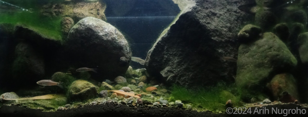 River Garang Ungaran - Aqua Plants Hub