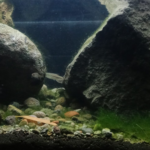 River Garang Ungaran - Aqua Plants Hub