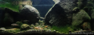 River Garang Ungaran - Aqua Plants Hub