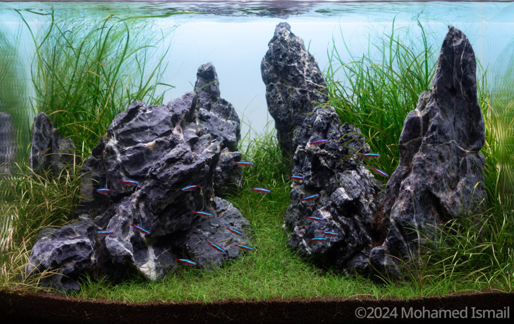 Sunrise Valley - Aqua Plants Hub