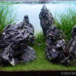 Sunrise Valley - Aqua Plants Hub
