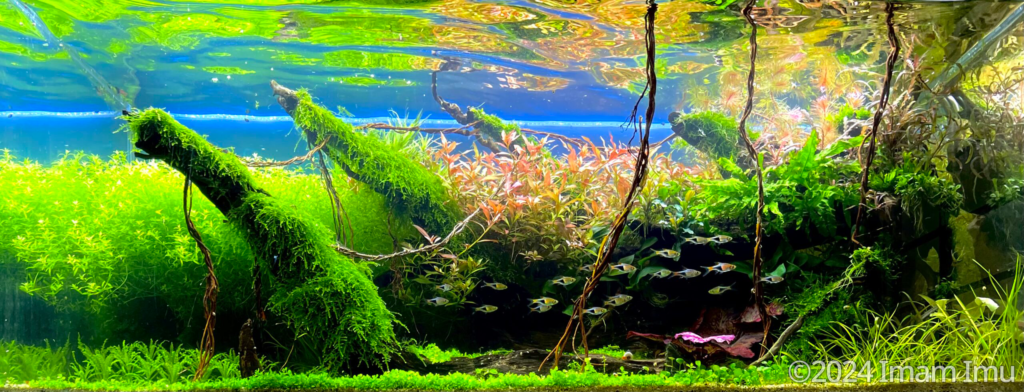 The Ape-land - Aqua Plants Hub