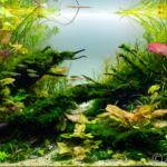 Fallen woods in the Nymphaea stream - Aqua Plants Hub