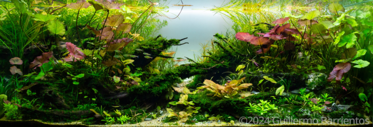 Fallen woods in the Nymphaea stream