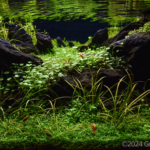 Green flow - Aqua Plants Hub